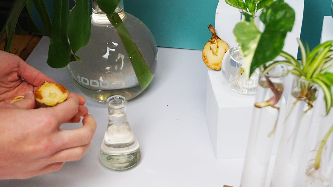 What Plants Can I Propagate?