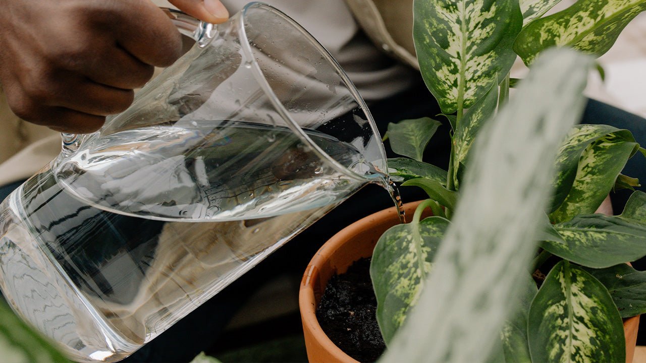 How To Tell If A Plant Is Overwatered Or Underwatered