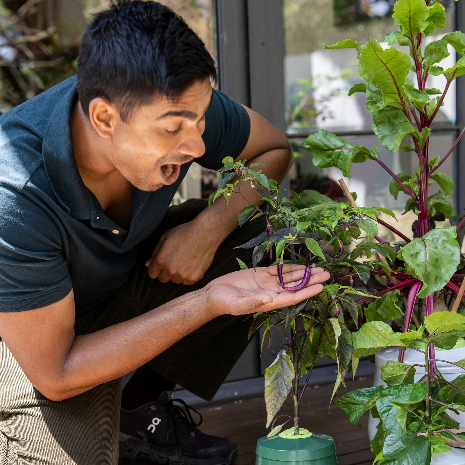 male-model-showing-chilli-growth-on-heirloom-planter-2L-kratky-pot