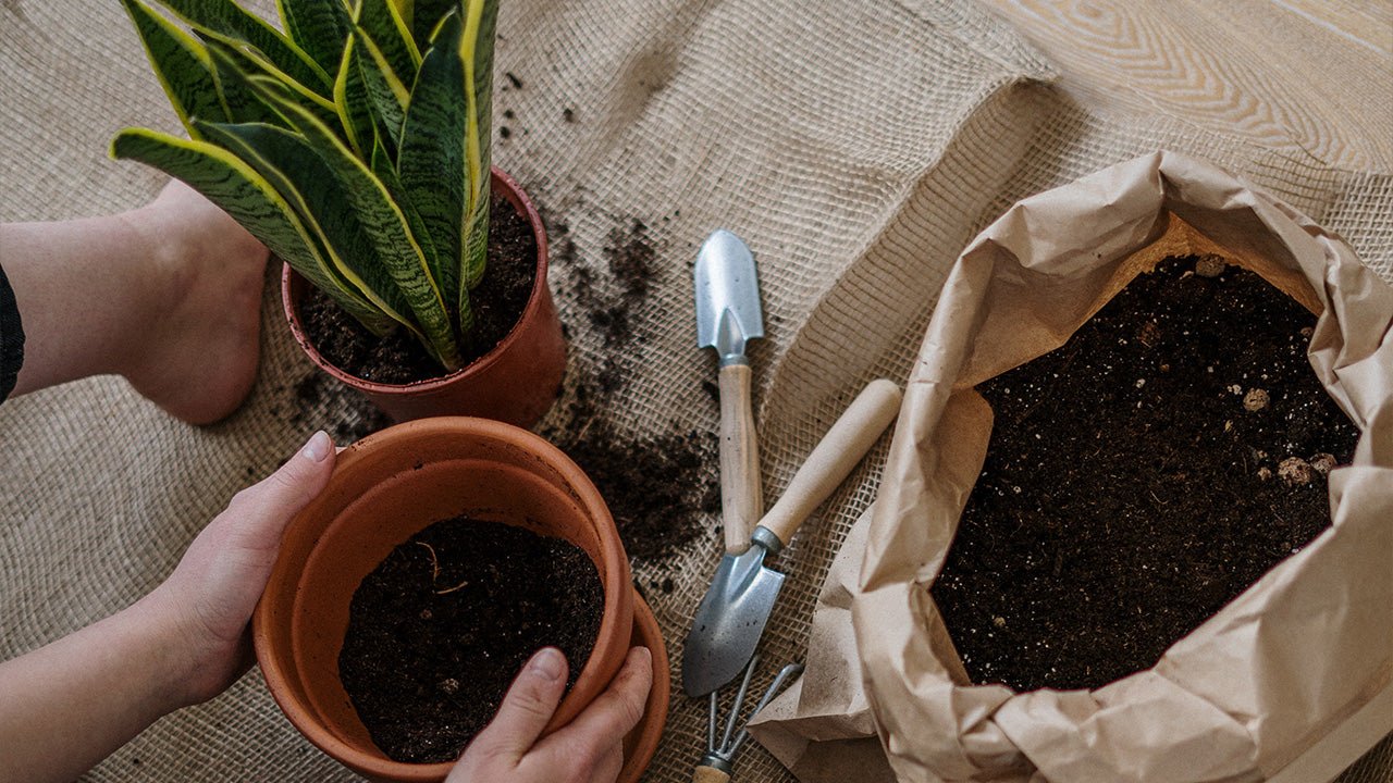Pros & Cons Of Different Growth Mediums for Plants