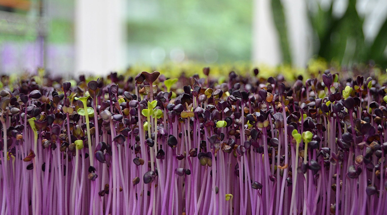 What do you need to grow seeds hydroponically?