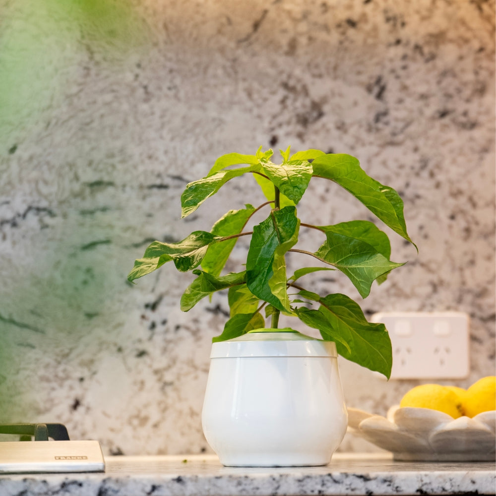 2L heirloom planter growing chilli via the kratky hydroponic method