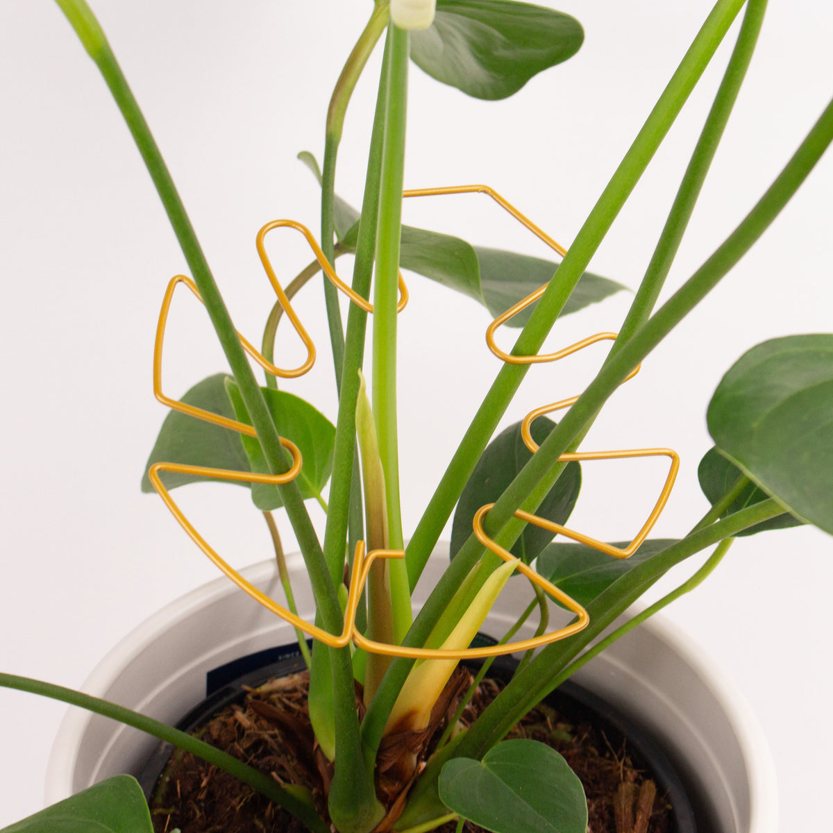 Houseplant Stem Supports