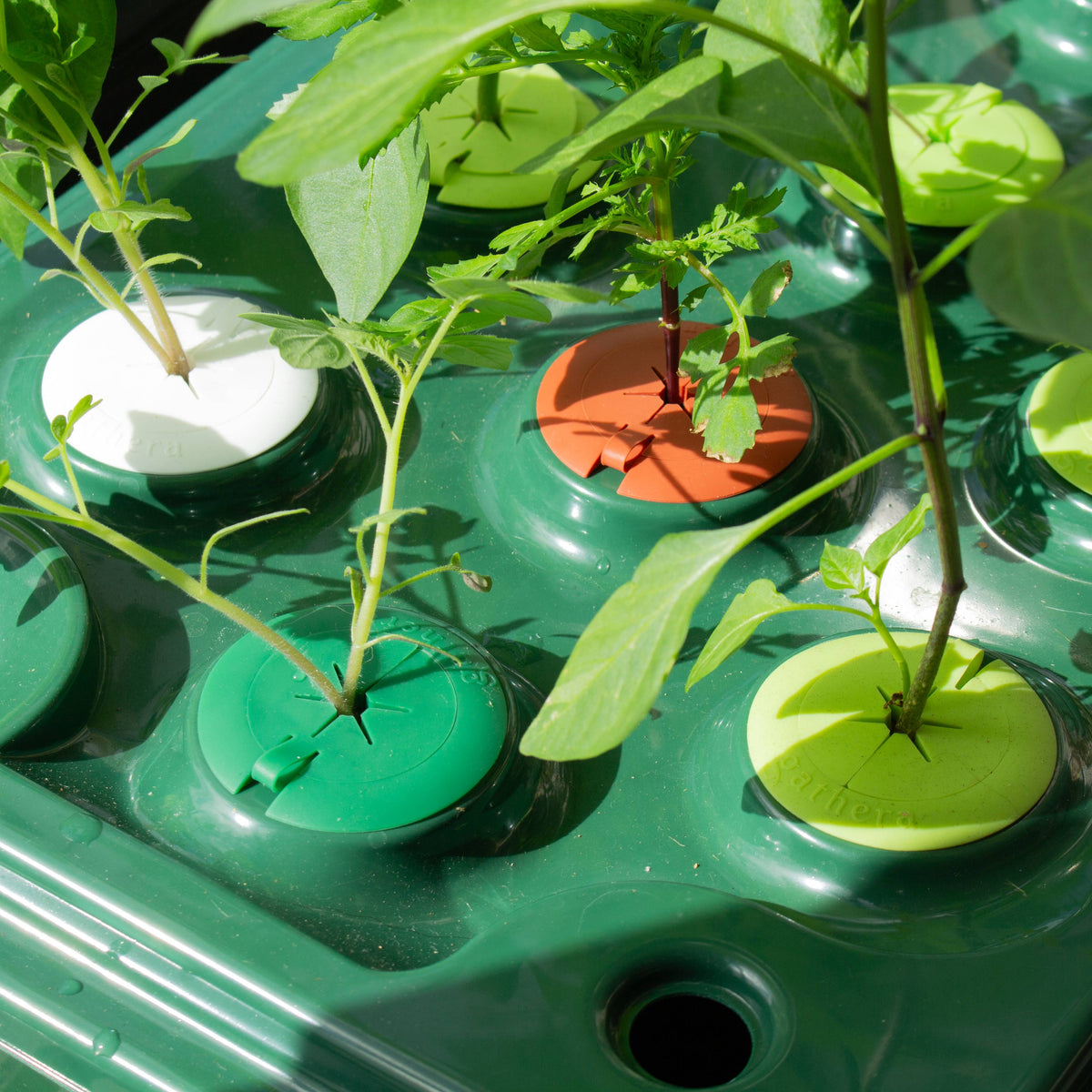 1.5" Net Cup with Algae Guard