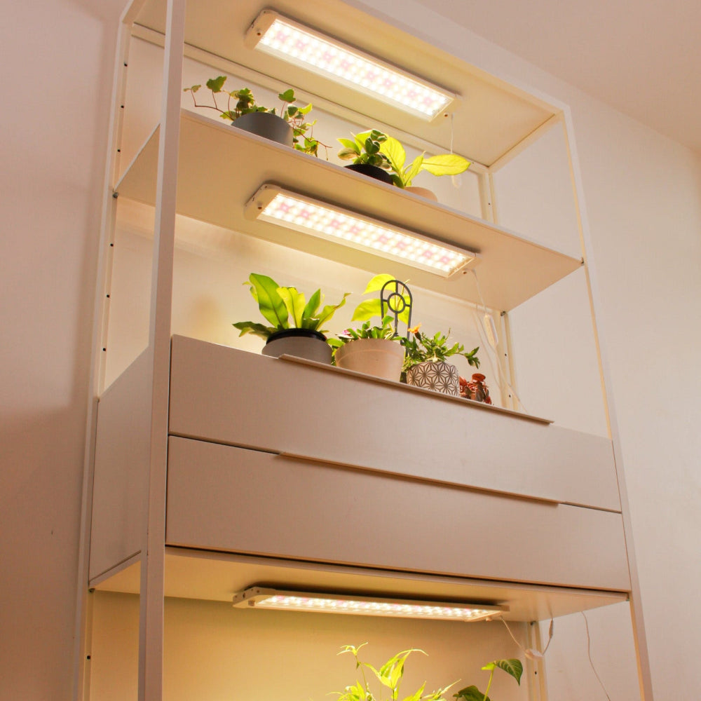 Small indoor garden with plants and LED lights in a white cabinet.
