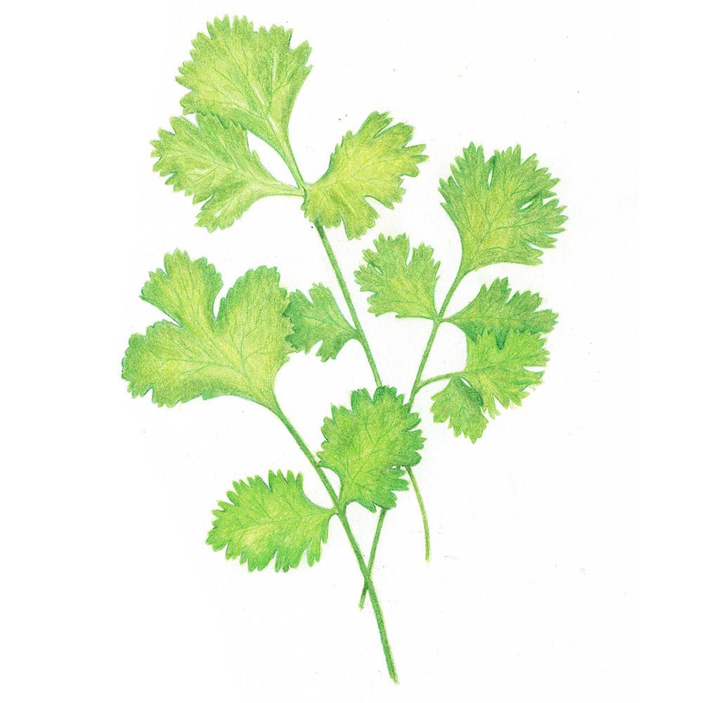 Coriander Seeds