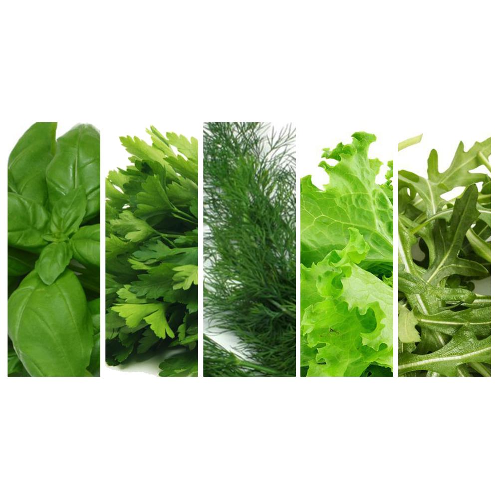 Urban Plant Growers Seed Combo Basil Coriander Dill Cos Lettuce Rocket